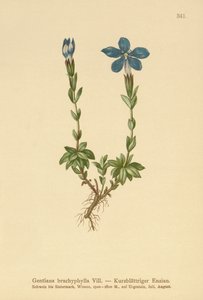Goryczka krótkolistna (Gentiana brachyphylla) autorstwa German School