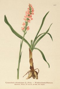 Orchidea Pachnąca Krótka (Gymnadenia odoratissima) autorstwa German School
