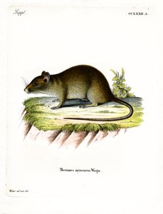Szczur Bandicoot krótkoogoniasty (kolorowy grawerunek) autorstwa German School