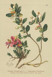 Krzew mleczny (Polygala Chamaebuxus) autorstwa German School