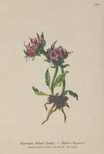 Siebers Rampion (Phyteuma Sieberi) autorstwa German School