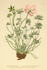 Dziób srebrzysty żurawi (Geranium argenteum) autorstwa German School