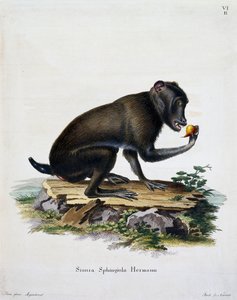 Simia sphingiola, z Mammals ilustrowany z natury z opisami, Johann Christian Daniel von Schreber (1739-1810), rycina IC Bock, Niemcy autorstwa German School