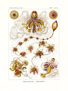 Siphonophorae, 1899-1904 autorstwa German School