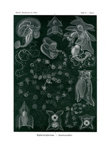Siphonophorae, 1899-1904 autorstwa German School