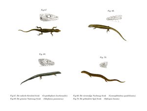 Skink (kolor lito) autorstwa German School