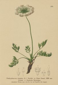 Lubczyk alpejski mały (Pachypleurum mutellinoides, Pachypleurum simplex, Pachypleurum alpinum, Pachypleurum simplex, Neogaya simplex, Gaya simplex, Ligusticum simplex) autorstwa German School