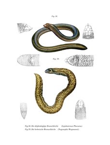 Smallhead Worm Lizard (kolor lito) autorstwa German School