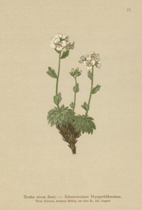 Śnieżnobiała trawa Whitlow (Draba nivea) autorstwa German School