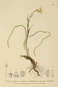 Snowdon Lily (Lloydia serotina, Gagea serotina, Lloydia alpina, Lloydia striata) autorstwa German School