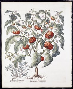 Solanum Pomiferum z Hortus Eystettensis autorstwa Basila Beslera (1561-1629) pub 1613 (ręcznie barwiony grawerunek) autorstwa German School