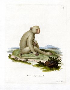 Sooty Mangabey (kolorowy grawerunek) autorstwa German School