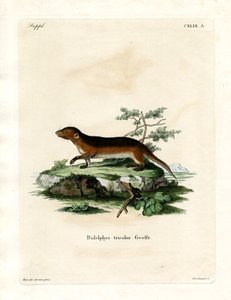 Southern Red-sideded Opos (kolorowy grawerunek) autorstwa German School