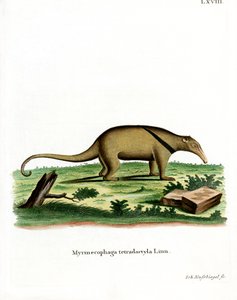 Południowa Tamandua (kolorowy grawerunek) autorstwa German School
