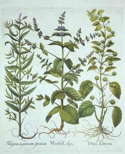 Mięta zielona, pokrzywa rzymska i mięta długolistna, z Hortus Eystettensis, autorstwa Basila Beslera (1561-1629), wyd. 1613 (grawerowanie ręcznie kolorowane) autorstwa German School