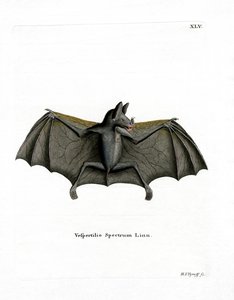Spectral Bat (kolorowy grawerunek) autorstwa German School