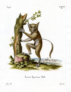 Spectral Tarsier (kolorowy grawerunek) autorstwa German School
