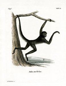 Spider Monkey (kolorowy grawerunek) autorstwa German School