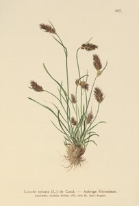 Kolczasty Woodrush (Luzula spicata) autorstwa German School