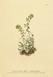 Kolczasty piołun (Artemisia spicata, Artemisia bocconei, Artemisia genipi) autorstwa German School