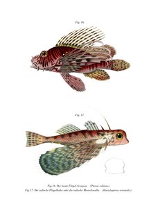 Spotfin Lionfish (kolor lito) autorstwa German School