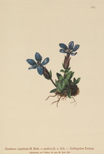 Goryczka wiosenna (Gentiana verna, Gentiana angulosa, Gentiana aestiva) autorstwa German School