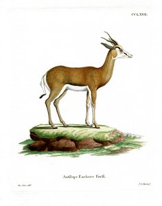 Springbok (kolorowy grawer) autorstwa German School