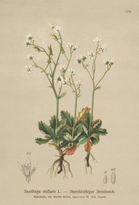 Skalnica gwiaździsta (Saxifraga stellaris) autorstwa German School
