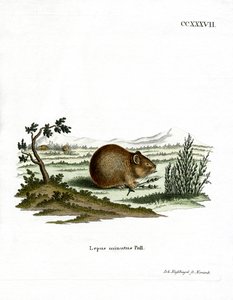 Stepe Pika (kolorowy grawer) autorstwa German School