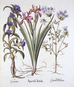 Stinking Iris, Orlaya i Crosswort Gentian, z Hortus Eystettensis, Basil Besler (1561-1629), wyd. 1613 (grawerowanie ręcznie kolorowane) autorstwa German School