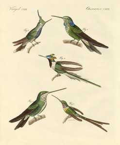 Dziwne kolibry (kolorowy grawerunek) autorstwa German School