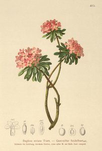 Wawrzynek prążkowany (Daphne striata) autorstwa German School