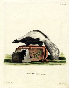 Striped Skunk (kolorowy grawerunek) autorstwa German School