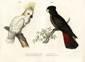 Kakadu czubaty siarki, 1864 autorstwa German School