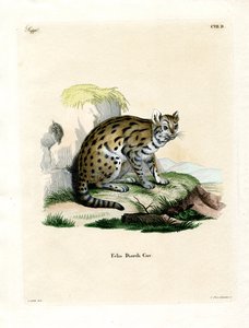 Sunda Clouded Leopard (kolorowy grawerunek) autorstwa German School