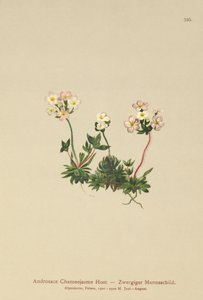 Rockjasmine (Androsace Chamaejasme) autorstwa German School