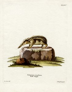 Tenrec bezogonowy (kolorowy grawerunek) autorstwa German School