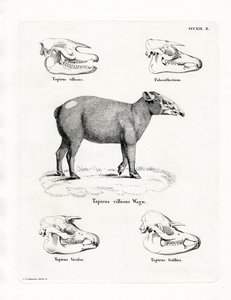 Tapir Skulls (kolorowy grawerunek) autorstwa German School