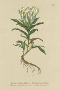 Goryczka tawerna (Gentiana frigida) autorstwa German School