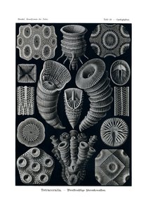 Tetracoralla, 1899-1904 autorstwa German School