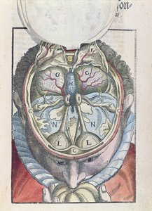 Mózg z Ophthalmodouleia Georga Bartischa (1535-1636) wydany w Dreźnie w 1583 r. (kolorowy drzeworyt)
