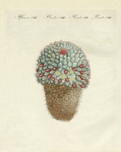 Oset melonowy w kształcie piersi (kolorowy grawer) autorstwa German School