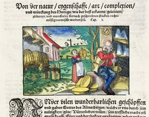 Lecznicze i lecznicze zastosowania miodu w medycynie, ilustracja z niemieckiego traktatu o lekach opublikowanego w Strasburgu w 1573 r. (kolorowy drzeworyt) autorstwa German School