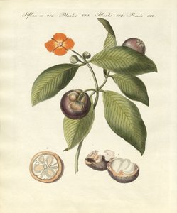 Drzewo mangostanowe (kolorowy grawerunek) autorstwa German School