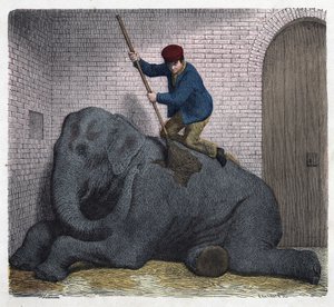 Poranna toaleta słonia Lilli. W „”Wenn Jemand eine Reise thut, so kann er was erzahlen”” (Kiedy ktoś podróżuje, tak może powiedzieć), niemiecka opowieść Franza Wiedemanna autorstwa German School