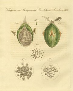 Ustilaginomycotina pszenicy (kolorowy grawerunek) autorstwa German School