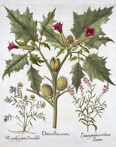 Thorn Apple, Germander i Purple Toadflax, z Hortus Eystettensis, Basil Besler (1561-1629), wyd. 1613 (grawerowanie ręcznie kolorowane) autorstwa German School