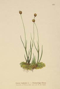 Rush trójkadłubowy (Juncus triglumis) autorstwa German School
