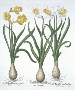 Three Pseudo-narcissi, z Hortus Eystettensis, Basil Besler (1561-1629) wyd. 1613 (ręcznie kolorowane grawerowanie) autorstwa German School