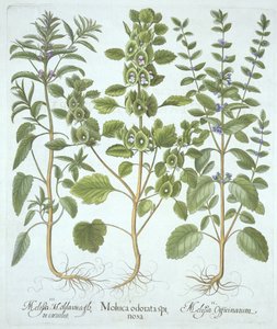 Trzy rodzaje balsamu, z Hortus Eystettensis, Basil Besler (1561-1629), wyd. 1613 (grawerowanie ręcznie kolorowane) autorstwa German School